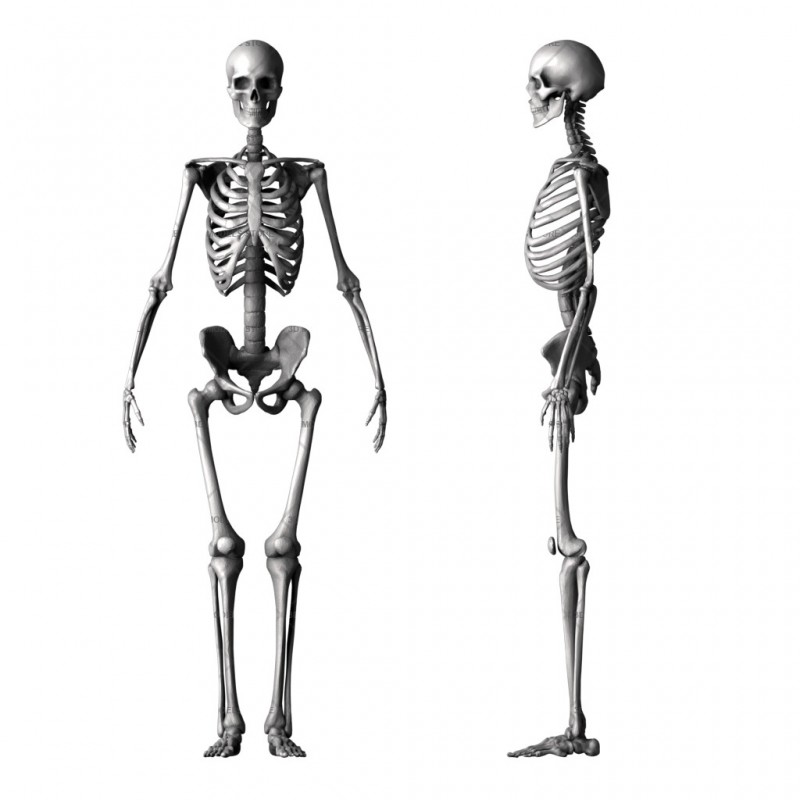 Скелет, 3d модель для ЧПУ