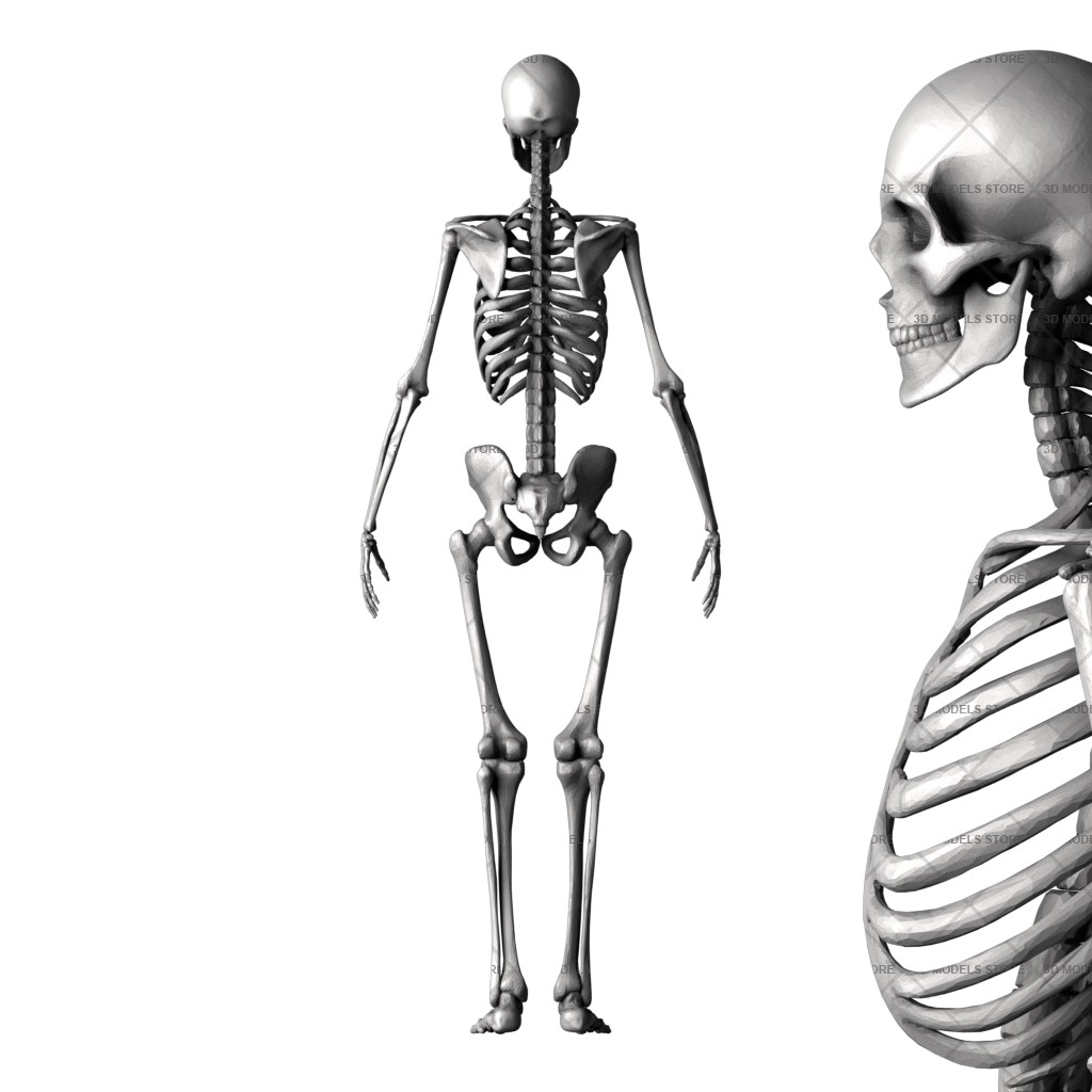 Скелет, 3d модель для ЧПУ
